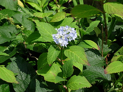 Hortensia, õis, Bloom, sinine, lill, kasvuhoonegaaside Hortensia