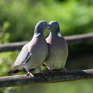 pigeon, love, kiss, romance, bill, coo, bird
