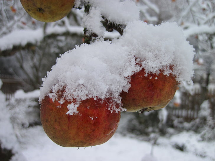 pommier, neige, rouge, blanc, hiver, pomme, nature