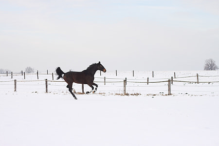 paard, galop, race, bruin, winter, winterse, contrast