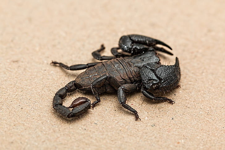 Scorpion, Arachnid, giftig, giftiga, ryggradslösa djur, djur, STING