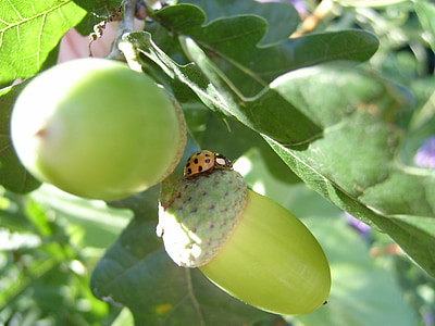 ladybug, yellow, acorns, oak, green, points, nature