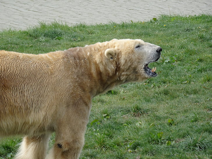 ijsbeer, Yorkshire wildlife park, zwemmen, op zoek naar voedsel, buiten