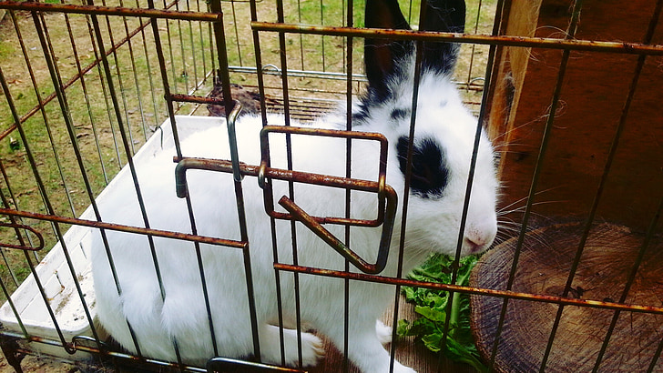 rabbit, animal, cage