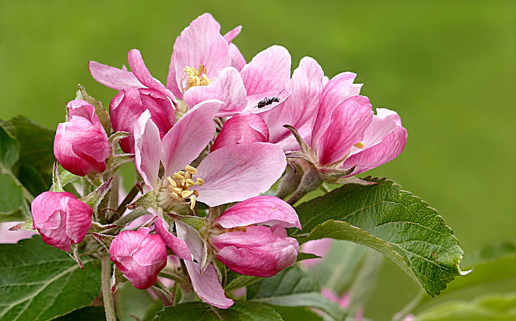 flor, flor, -de-rosa, flor de maçã, Malus, árvore de fruta, Primavera