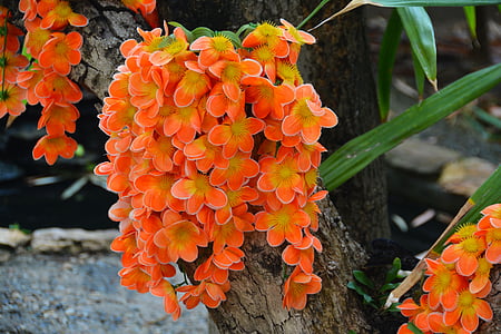 blomma, Tropical, Asia, Thailand, Orange, Pansy, fuchsia