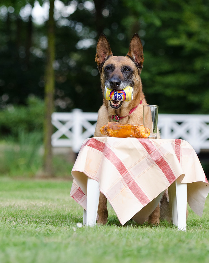σκύλος τέχνασμα, σκύλος δείχνει ένα τέχνασμα, Μαλινουά, Βέλγικος Ποιμενικός Σκύλος, το καλοκαίρι, Αστείο, κόλπα του σκύλου