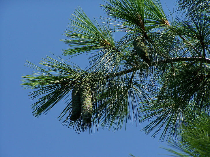 pine cones, green, immature