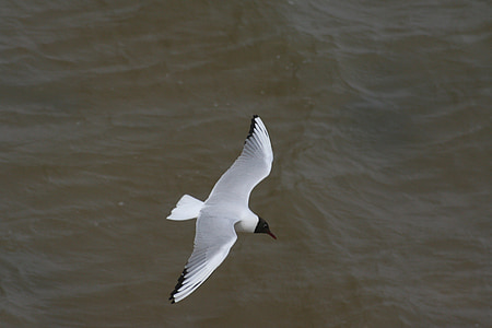 Seagull, mås, fågel, flyg, havet, Southwold