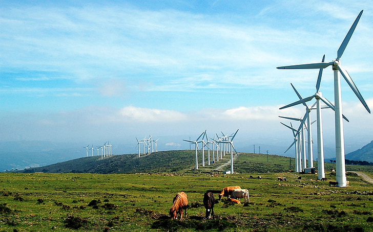 Galiza, moinhos de vento, vacas, Prado, paisagem, pastagens, natureza