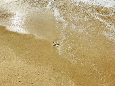 звезда, мне?, пляж, воды, Лето, Природа, океан
