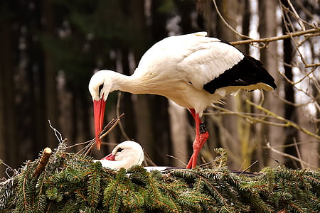 storks, pair, solicitous, nest building, birds, nest, build