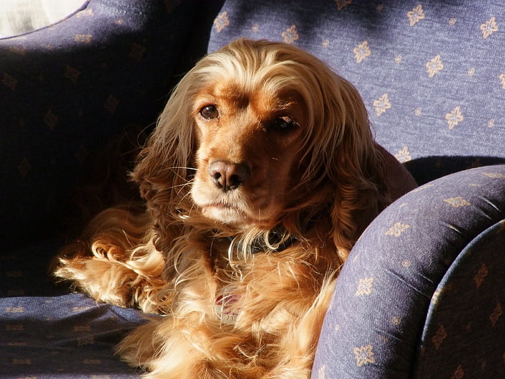 собака в кресле, собака в лучах солнца, коричневая собака