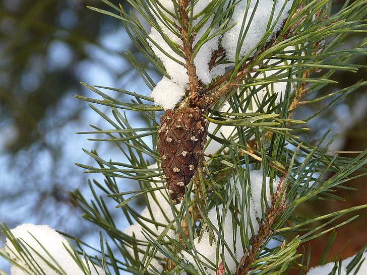 pine cones, pine, tree, winter, snow, nature, sky