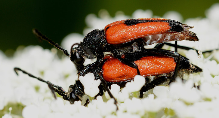hmyz, Brouci, stictoleptura, cordigera, makro