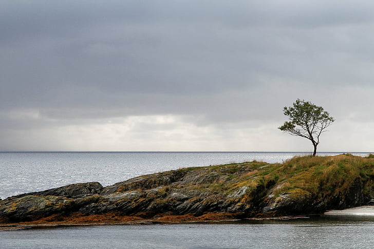 панорамна, фотография, остров, през деня, Хайленд, дърво, растителна