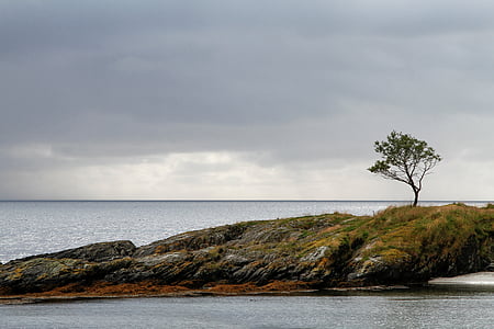 panoramatické, Fotografie, ostrov, Délka dne, Highland, strom, závod