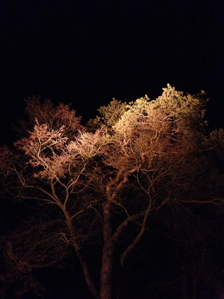cahaya, pemandangan, suasana hati, pencahayaan, akomodasi, pohon