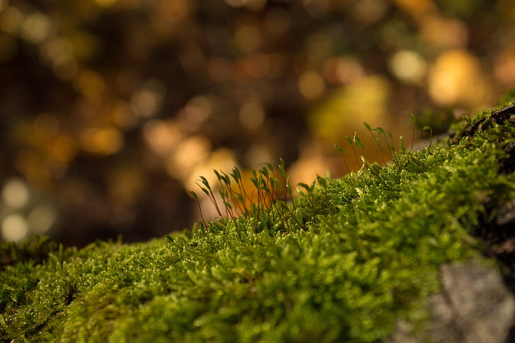 mech, Les, podzim, Příroda, zelená, dřevo, protokol