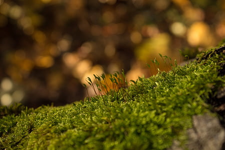 moss, forest, autumn, nature, green, wood, log