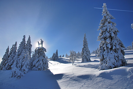 śnieg, niebo, drzewo, zimowe