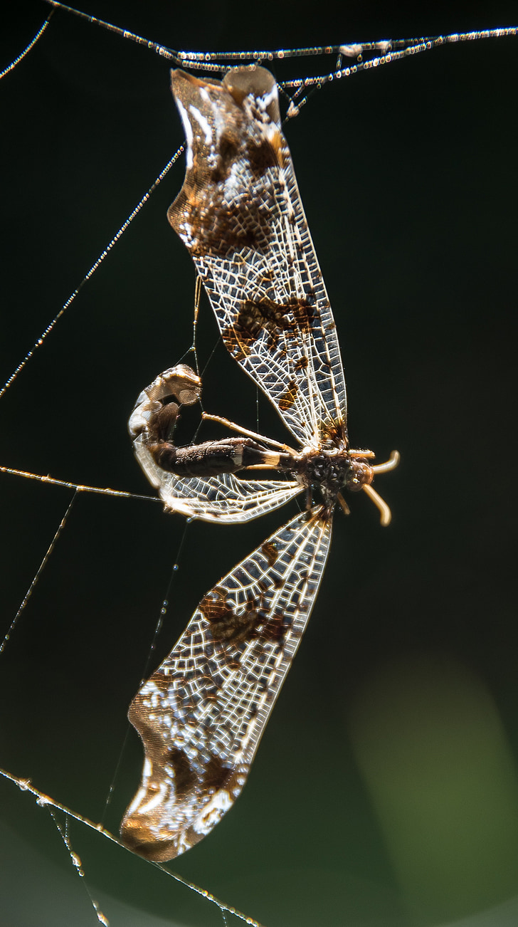 Dragonfly, hmyz, mrtvý, chytil, vzor, v pasti, Web
