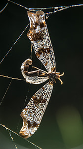 dragonfly, insect, dead, caught, pattern, trapped, web