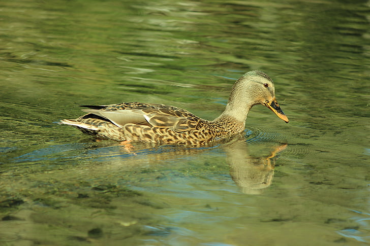 duck, swim, water, green, lake, water surface, nature