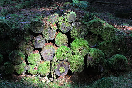 forest, tree trunks, log, moss, tree, nature, wood