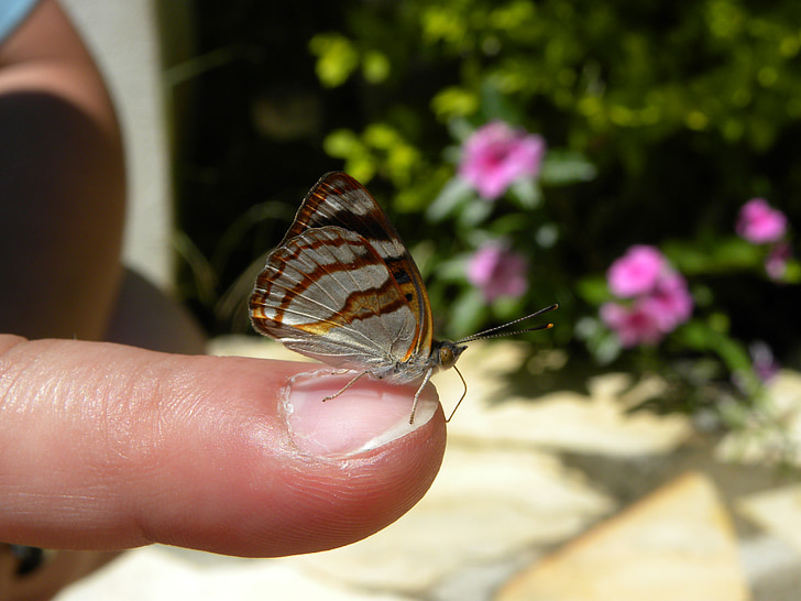Mariposa, motýľ, hmyzu