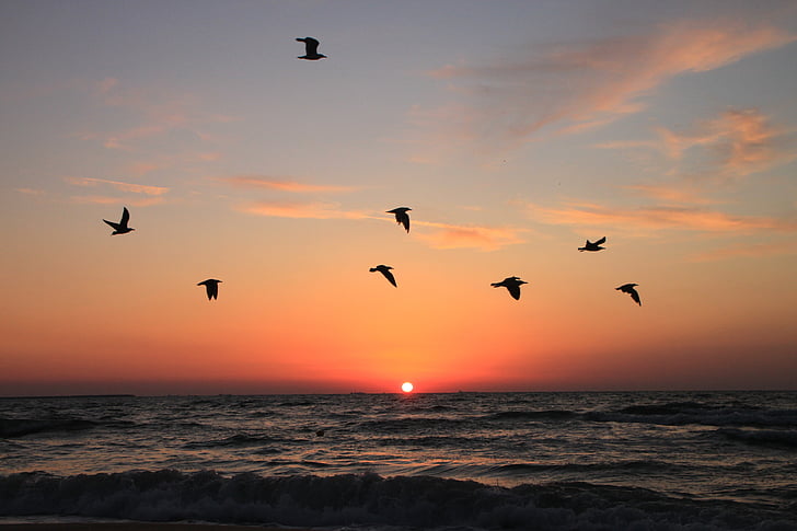 flying, seagulls, sunrise, water, sky, animal, dom