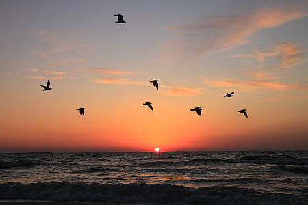 Flying, Seagulls, Sunrise, vee, taevas, looma, Dom