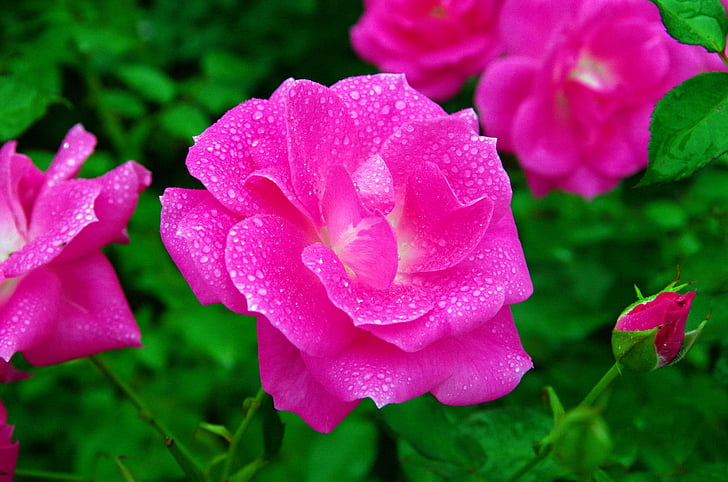 Rožė, gėlės, augalų, natūralus, raudonos gėlės, rožių sodas, Japonija