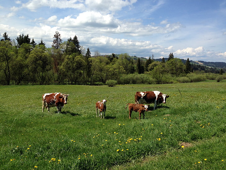 животните, крави, ливада, трева, село, Животновъдство, земя за пасище