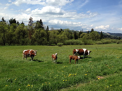 动物, 母牛, 草甸, 草, 村庄, 动物育种, 牧场