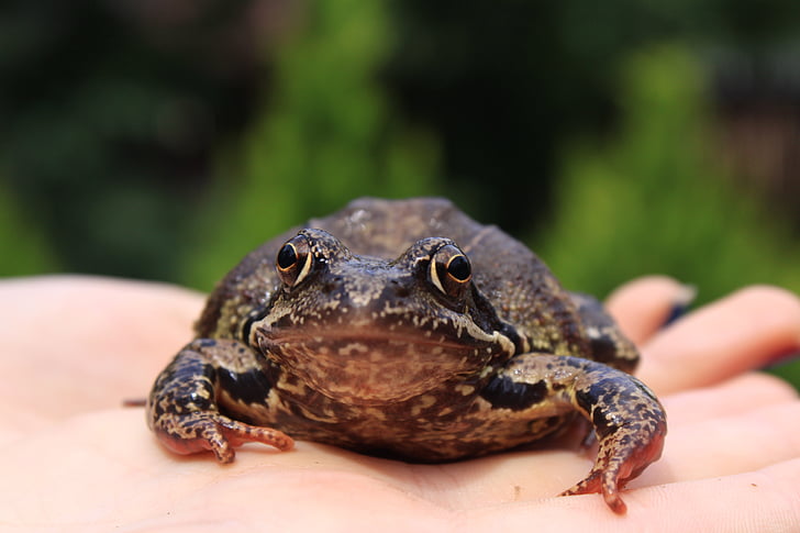 katak, tangan, tangan, hewan
