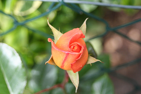 zapachowe Róża, Pączek, ogród