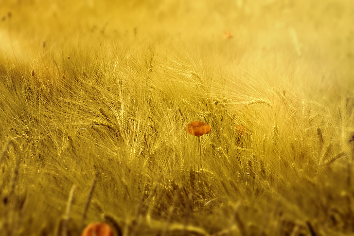meadow, field, wheat, landscape, peaceful, poppy, grass