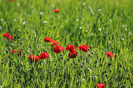 papaver rhoeas, spring, flower, red poppy, green, grass, plant