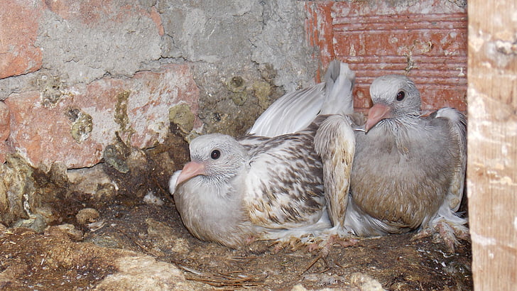 pigeon, birds, feather, wing