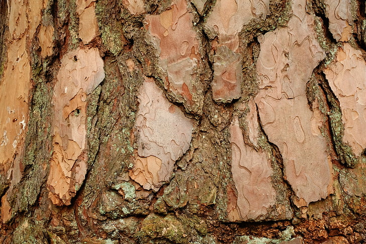 bark, pine, background, structure, tree, shed bark, log