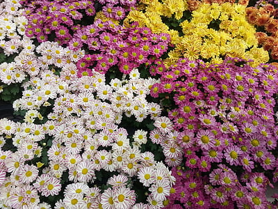 fleurs, belle couleur, parterres de fleurs, coloré, jardin