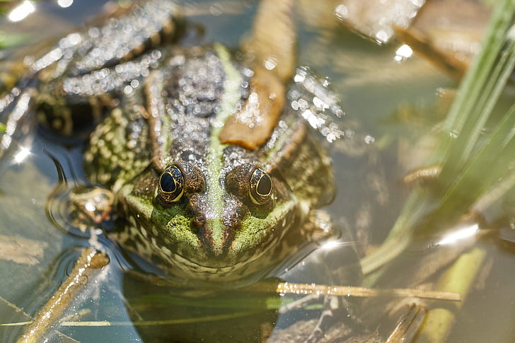 жаба, езерото, Грийн, крастава жаба, вода, водна лилия, голяма водна жаба