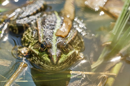 ếch, Ao, màu xanh lá cây, con cóc, nước, water lily, ếch marsh