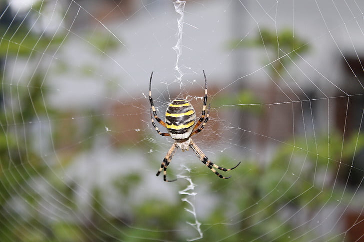 Wasp spider, Spinne, Netzwerk, Natur, Tier, Arachnid, Spinnennetz