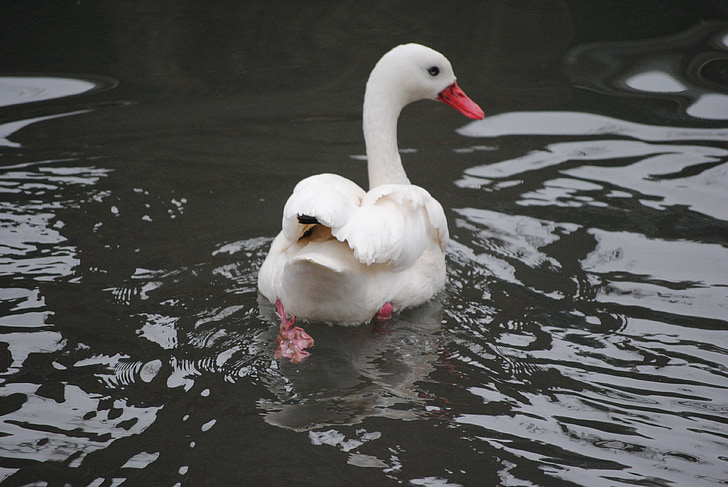 Swan, hvit, romantikk, natur, Lake, kjærlighet, fuglen