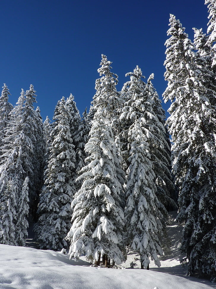 jele, priroda, šuma, snježne, Zima, snijeg, zimska čarolija