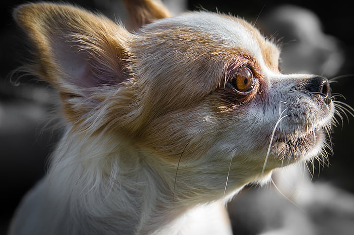 Chihuahua, cane, chiwawa, vista, occhio, sguardo, orologio