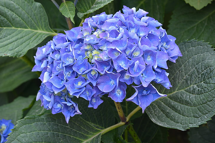hortenzija, puķe, Violeta, zila, daba, Flora, ziedlapas