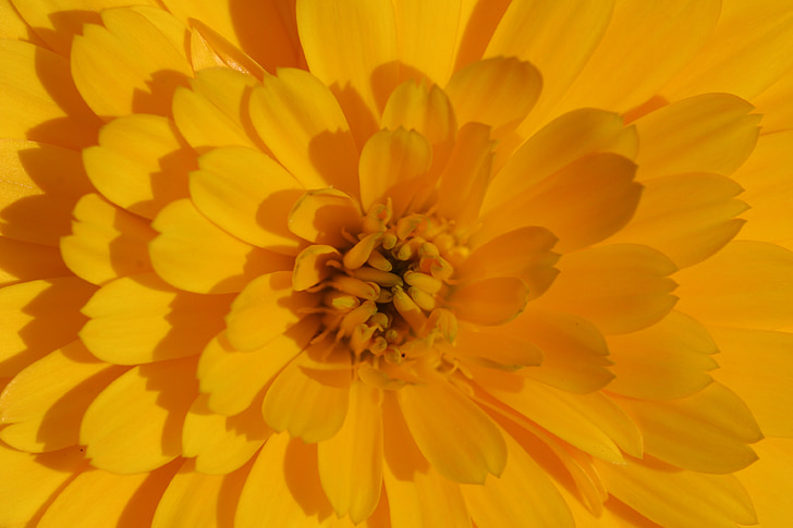 Marigold, kukka, keltainen, Calendula officinalis, Kesän kukat